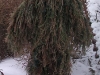 ghillie von martin