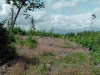 imga0011