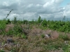 imga0014